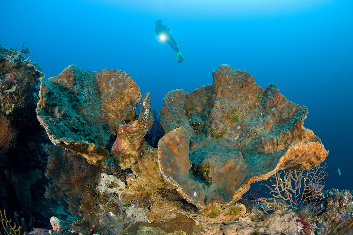 5 tips for Underwater Photography Beginners 6 Diver Coral