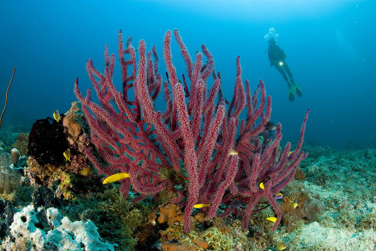 Coral Reef and a Scuba Diver