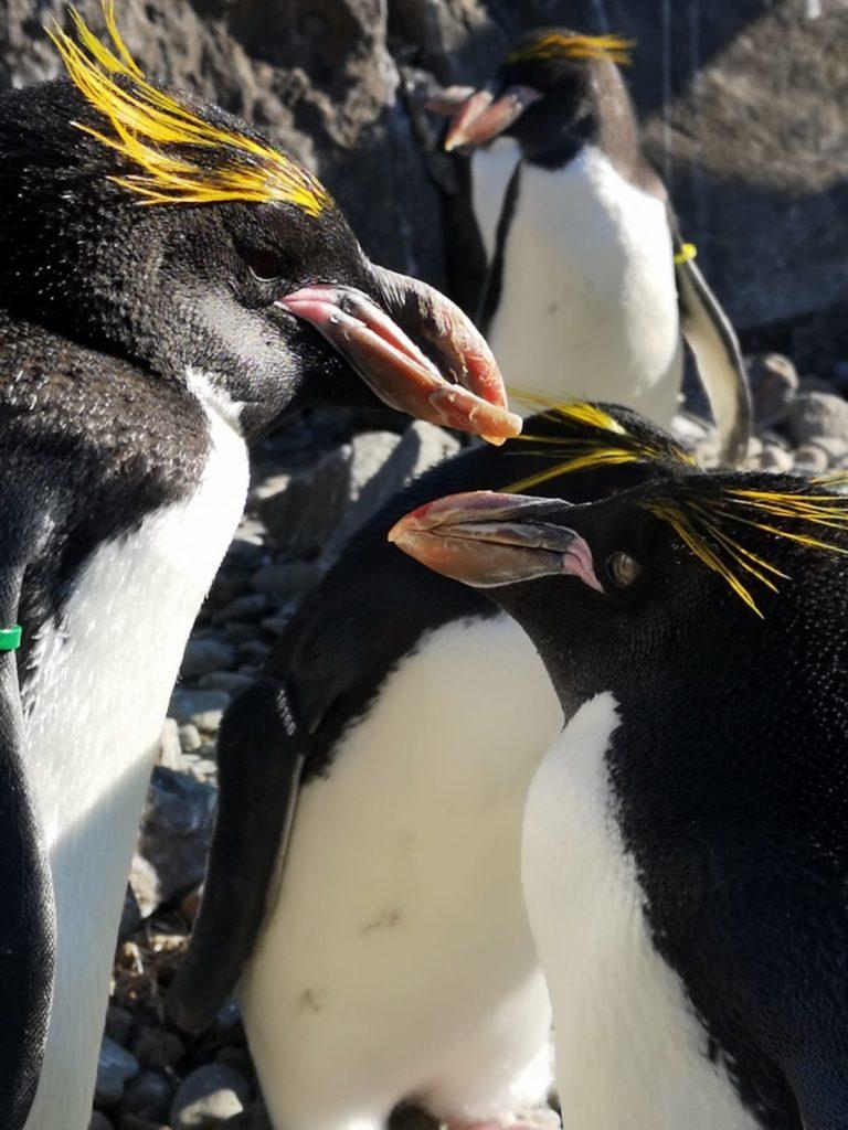 Macaroni Penguins