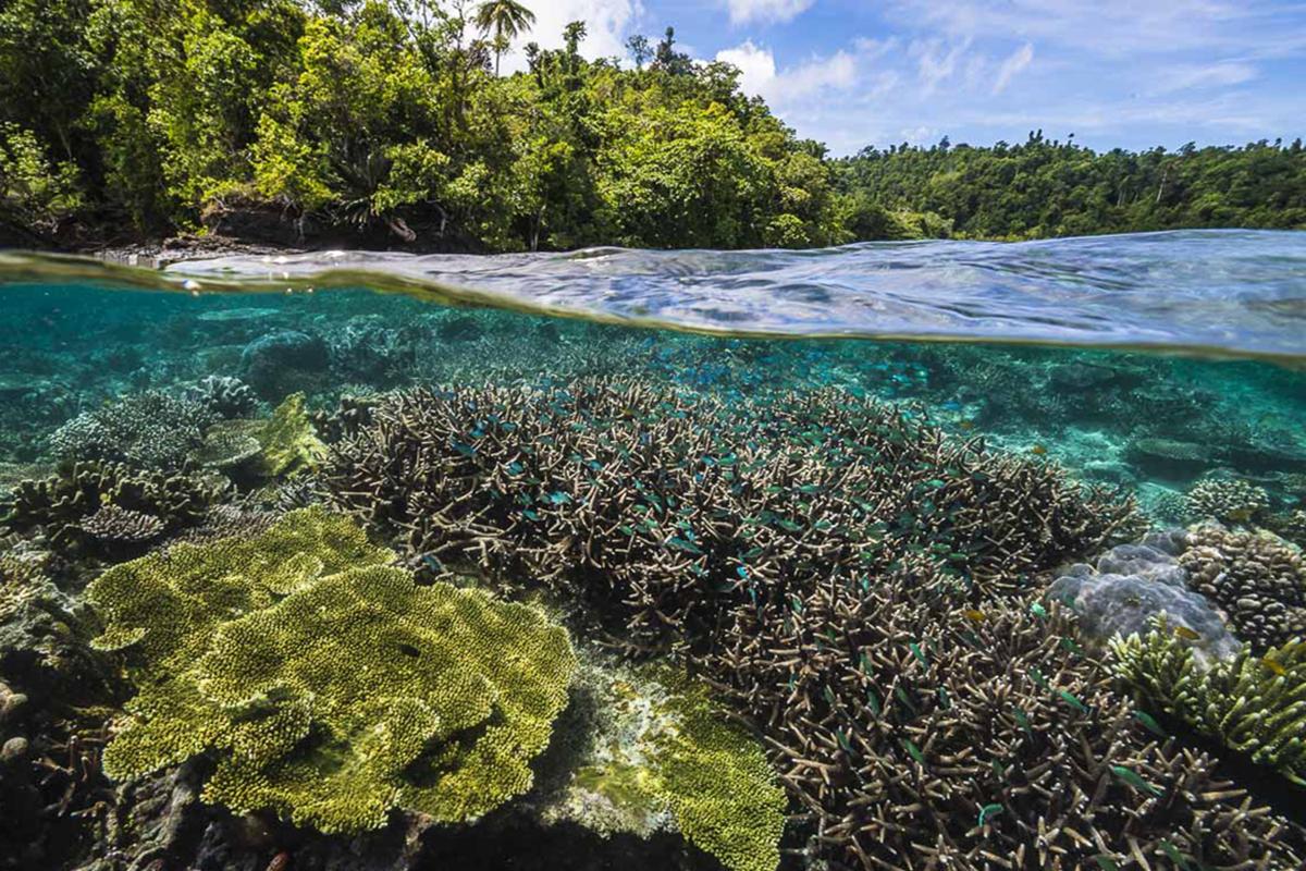 Magical Soft Coral Spawning