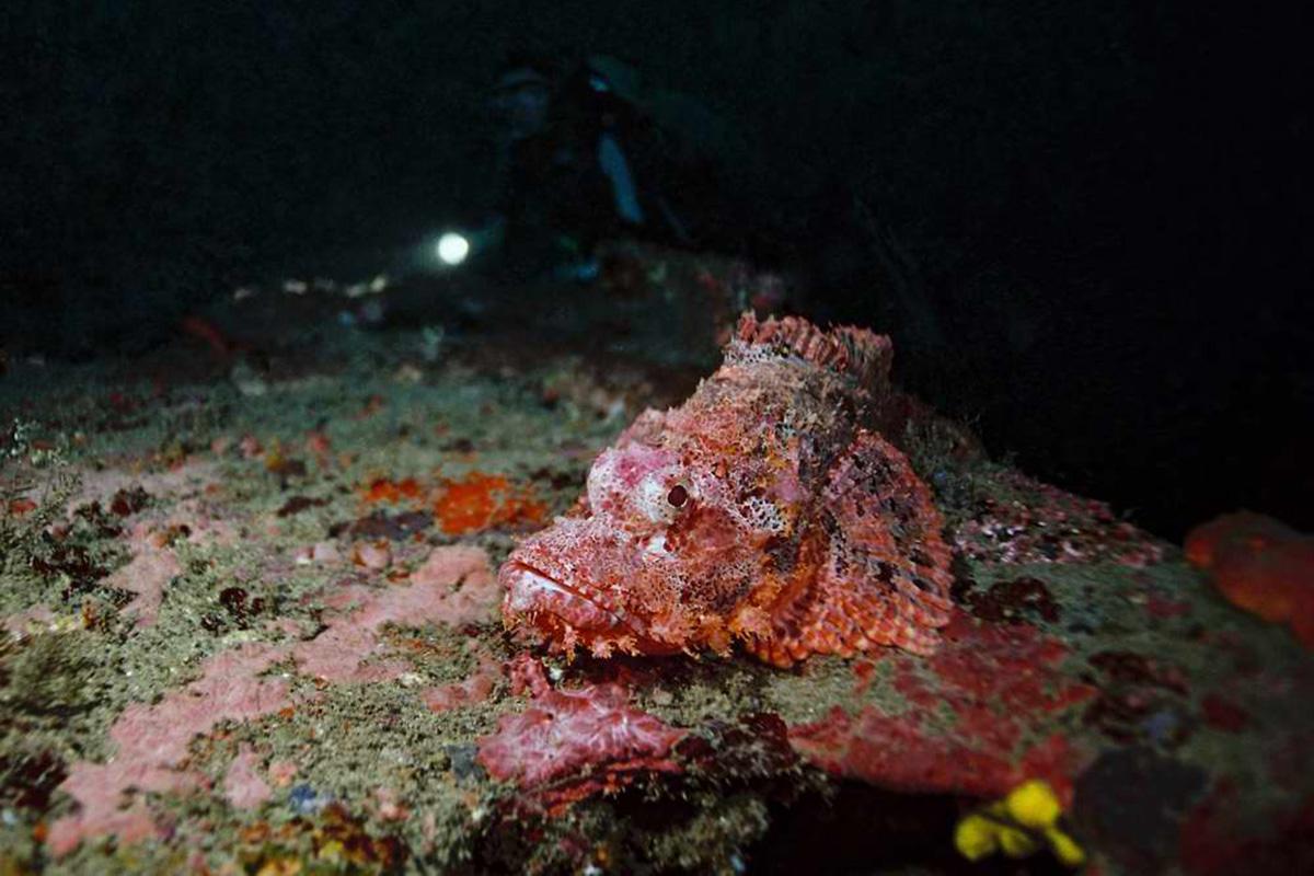 5 tips for Underwater Photography Beginners 4 Scorpion Fish