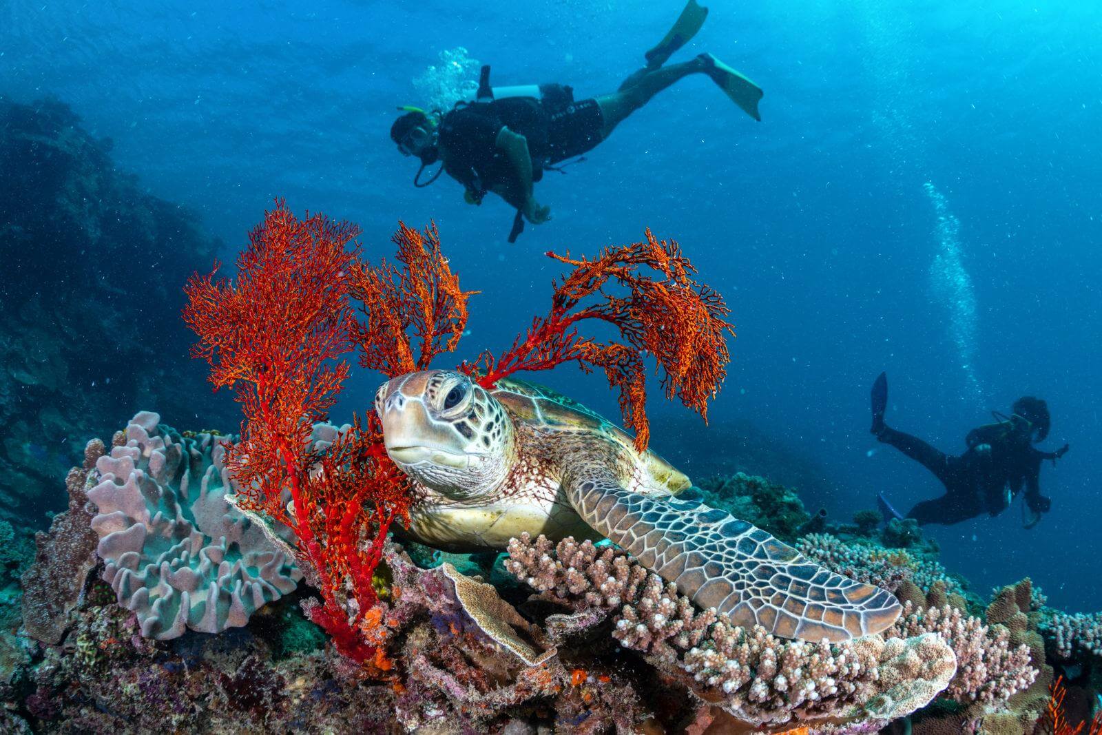 sea turtle with scuba divers