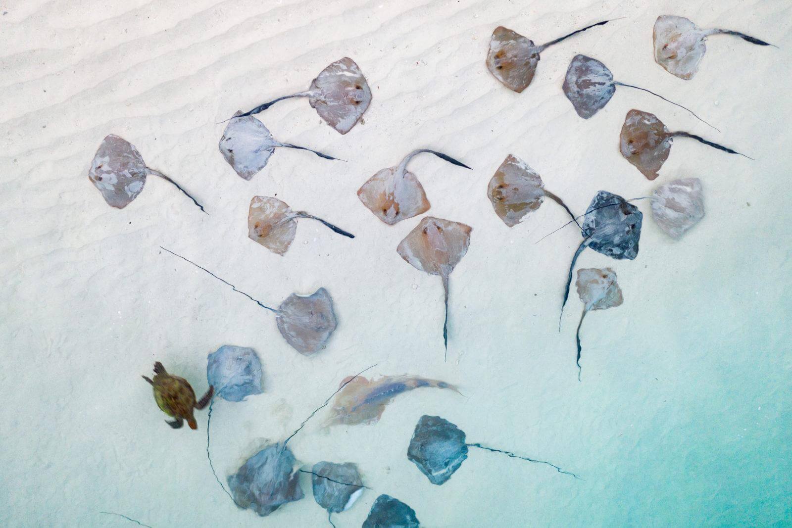 turtle hatchling with stingrays in the background