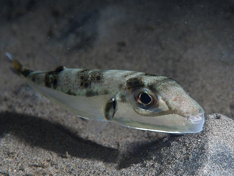 silver-cheeked toadfish