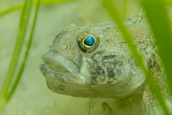 Black Goby in Seagrass Black Goby in Seagrass