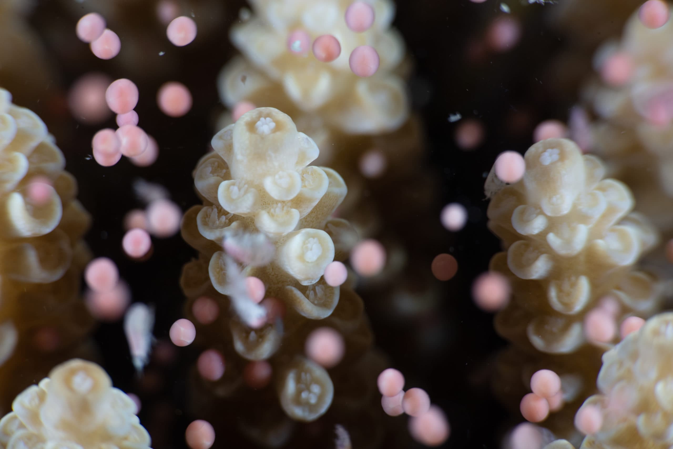 Coral releasing egg and sperm bundles spawn during annual coral spawning event