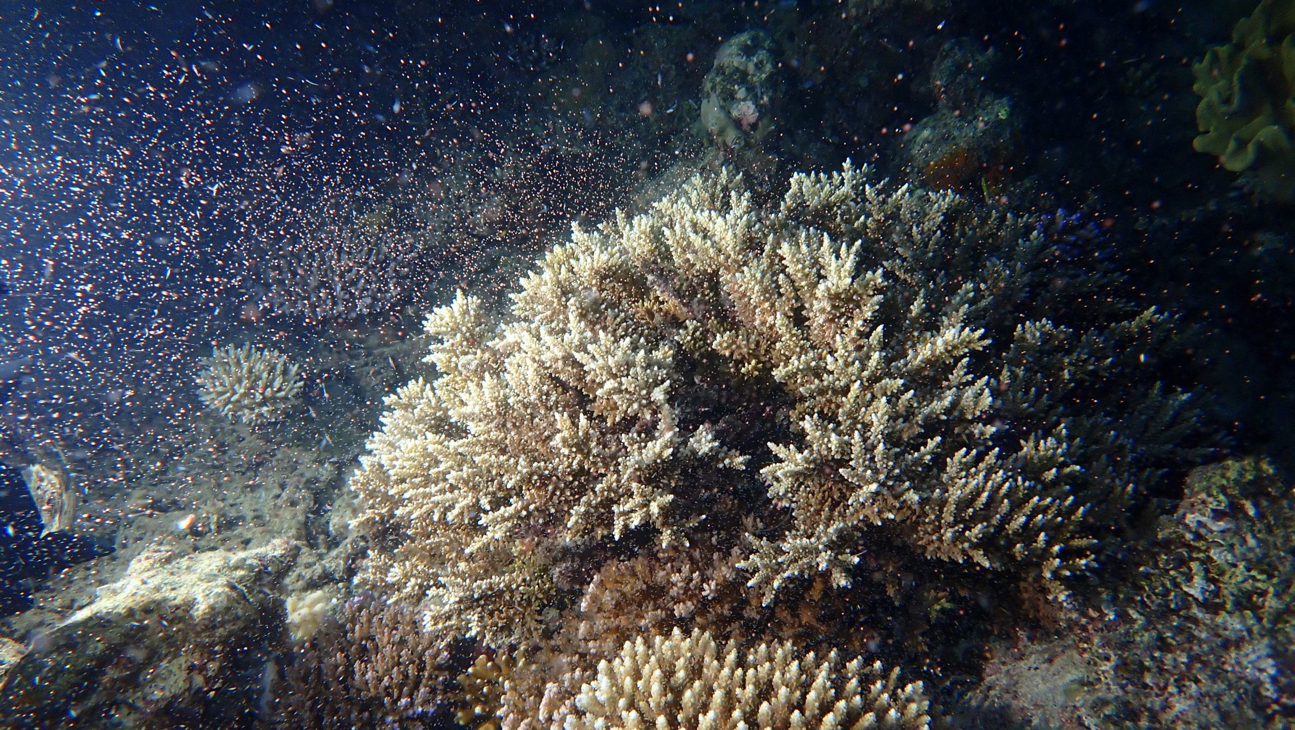 Coral spawning on Queenslands Great Barrier Reef on 5 December 2020
