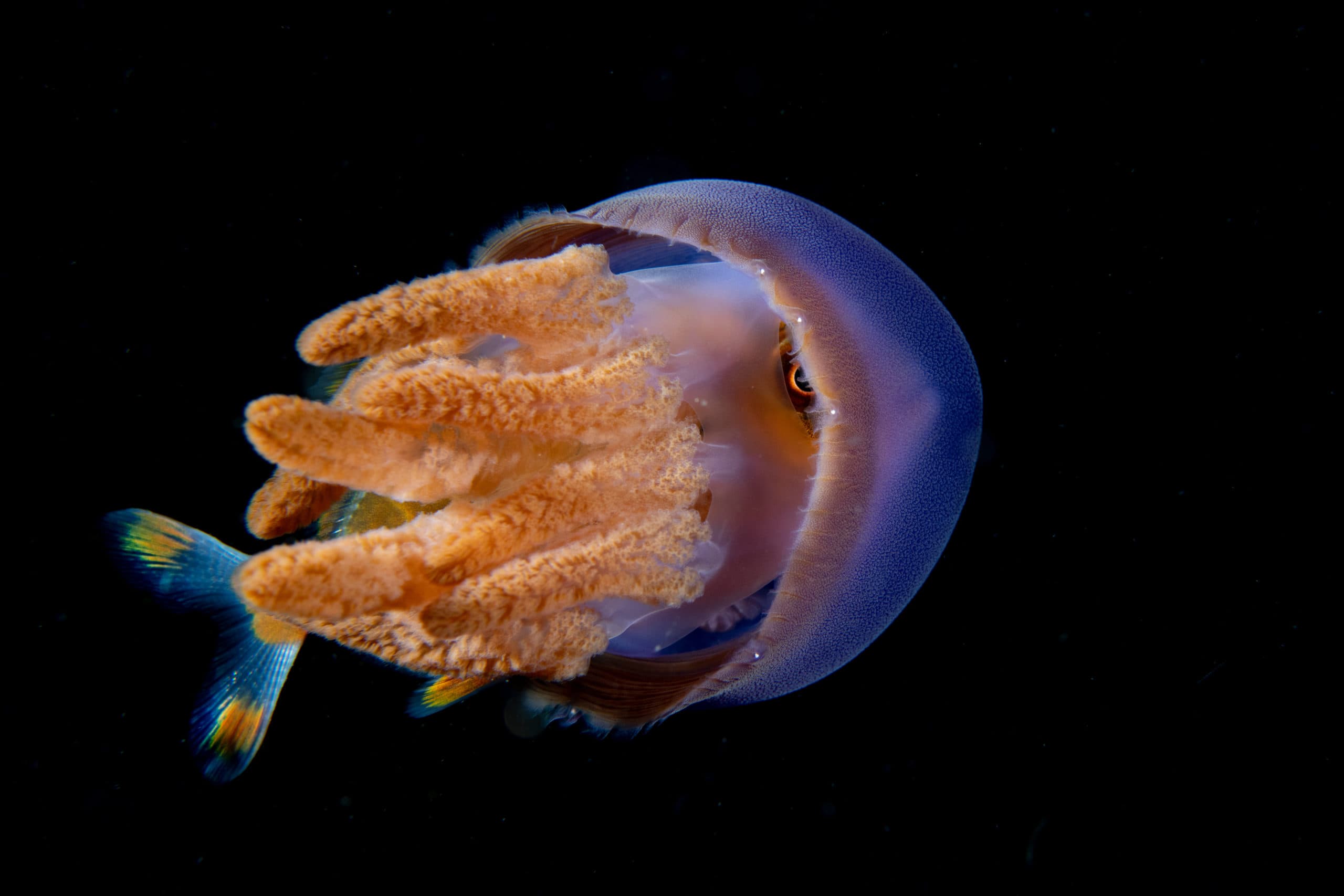 Cotton mouth jack and purple jelly