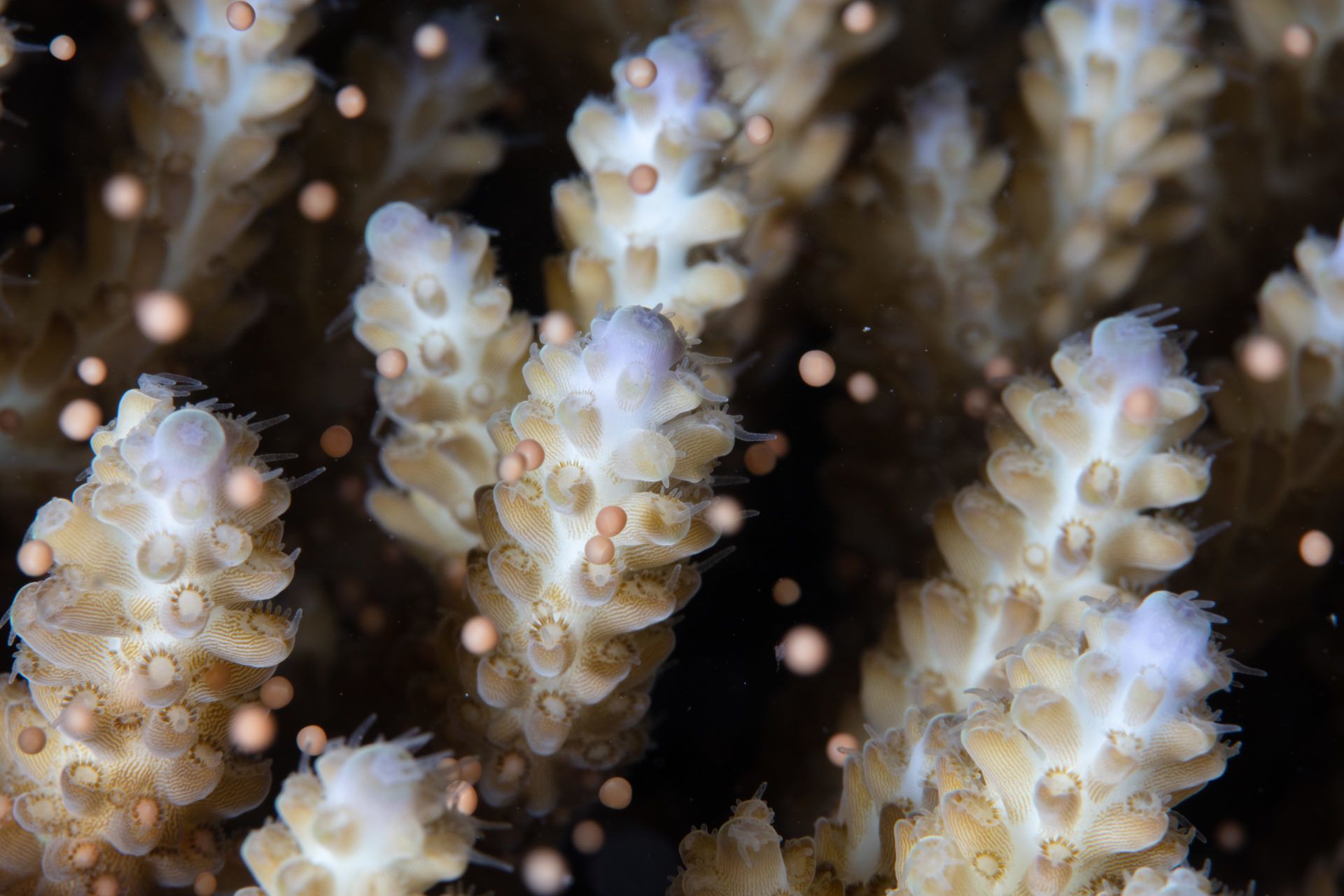Genetic Goldmine of Tough Corals