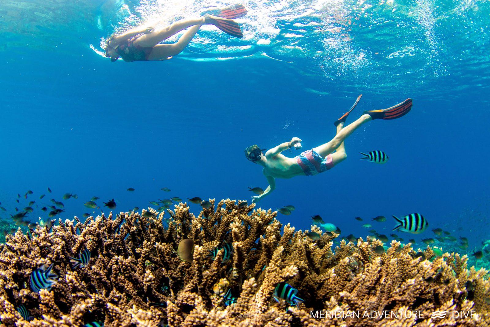 Discover Amazing Diving in Raja Ampat. 2 Discover pristine coral reefs when you go diving In Raja Ampat