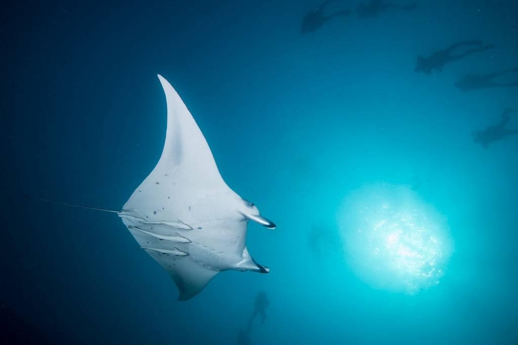 Maldives Diving Holiday Kuredu, Manta Ray Maldives Diving Holiday Kuredu, Manta Ray