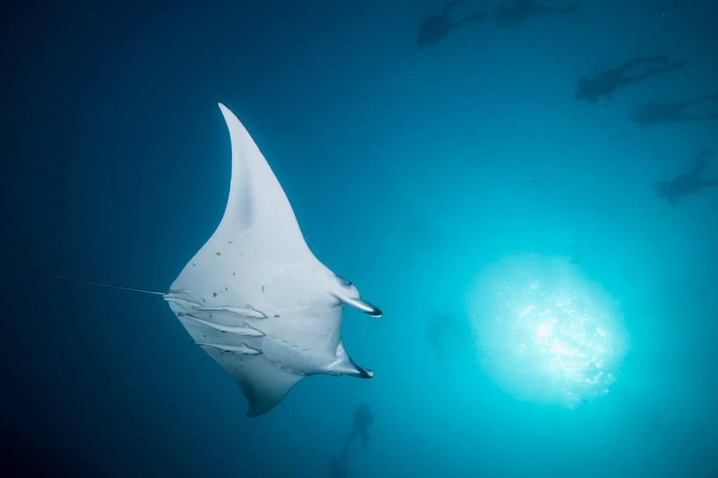 Maldives Diving Holiday Kuredu, Manta Ray