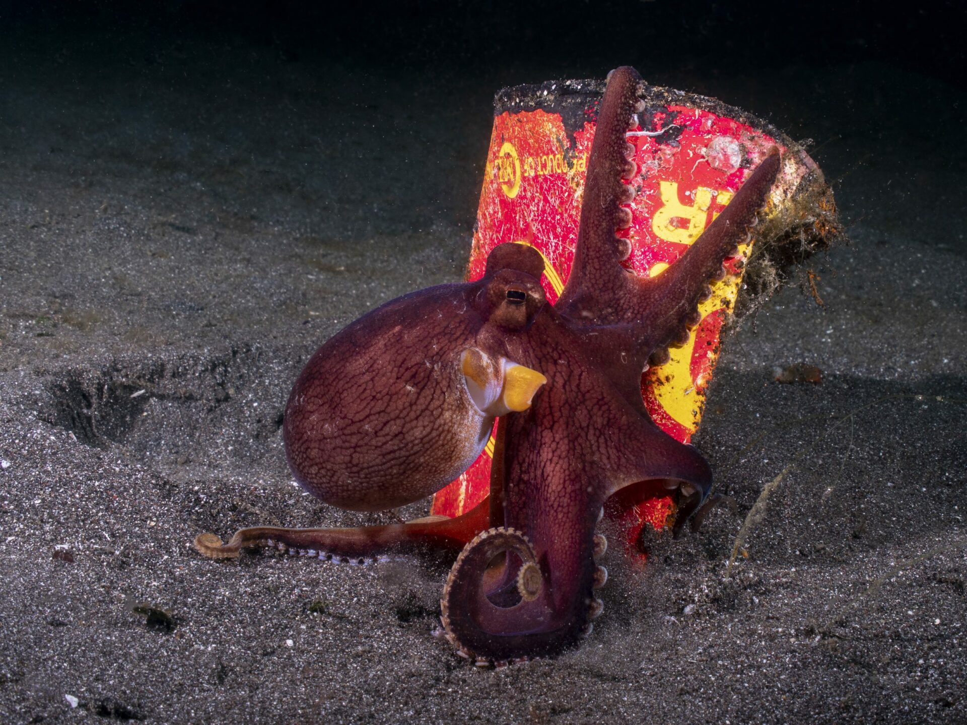 octopus