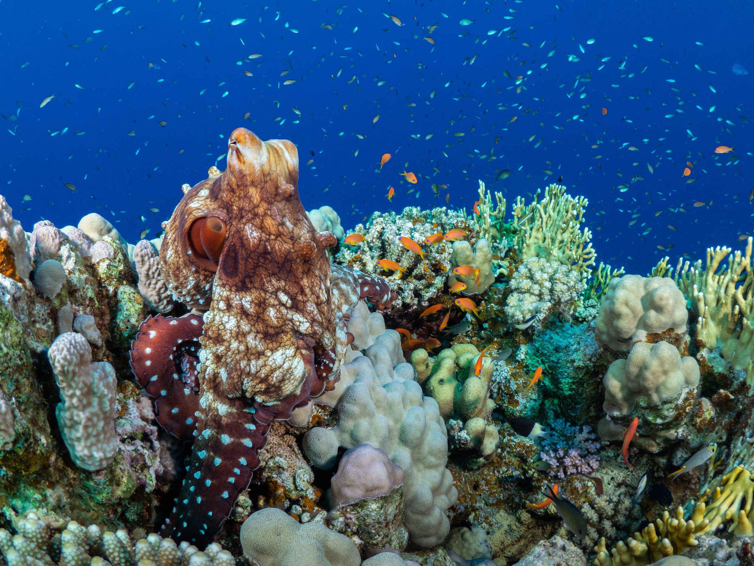 Octopus Reef