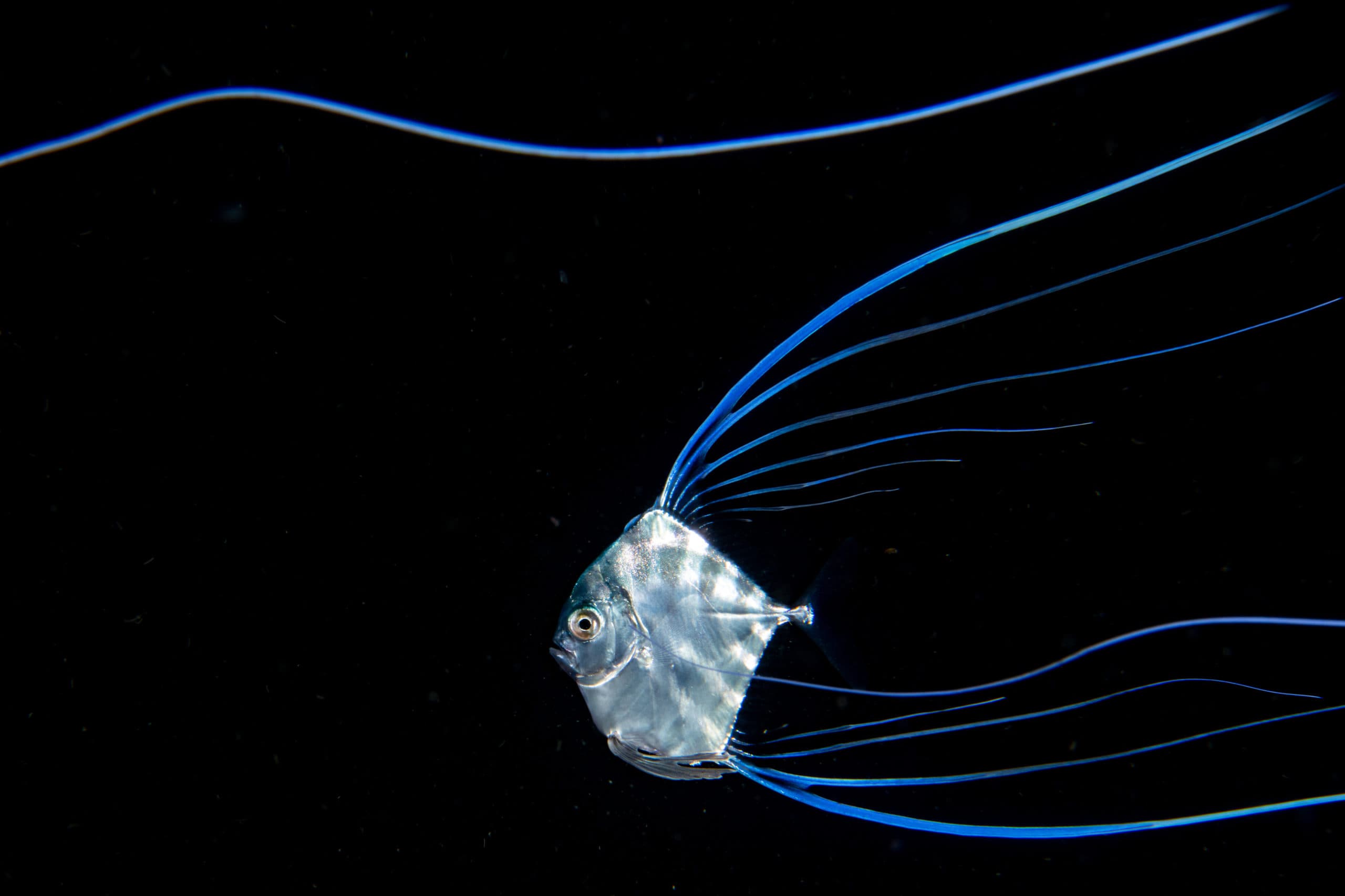 Living in the Dark The Blackwater Diving World 8 Pompano