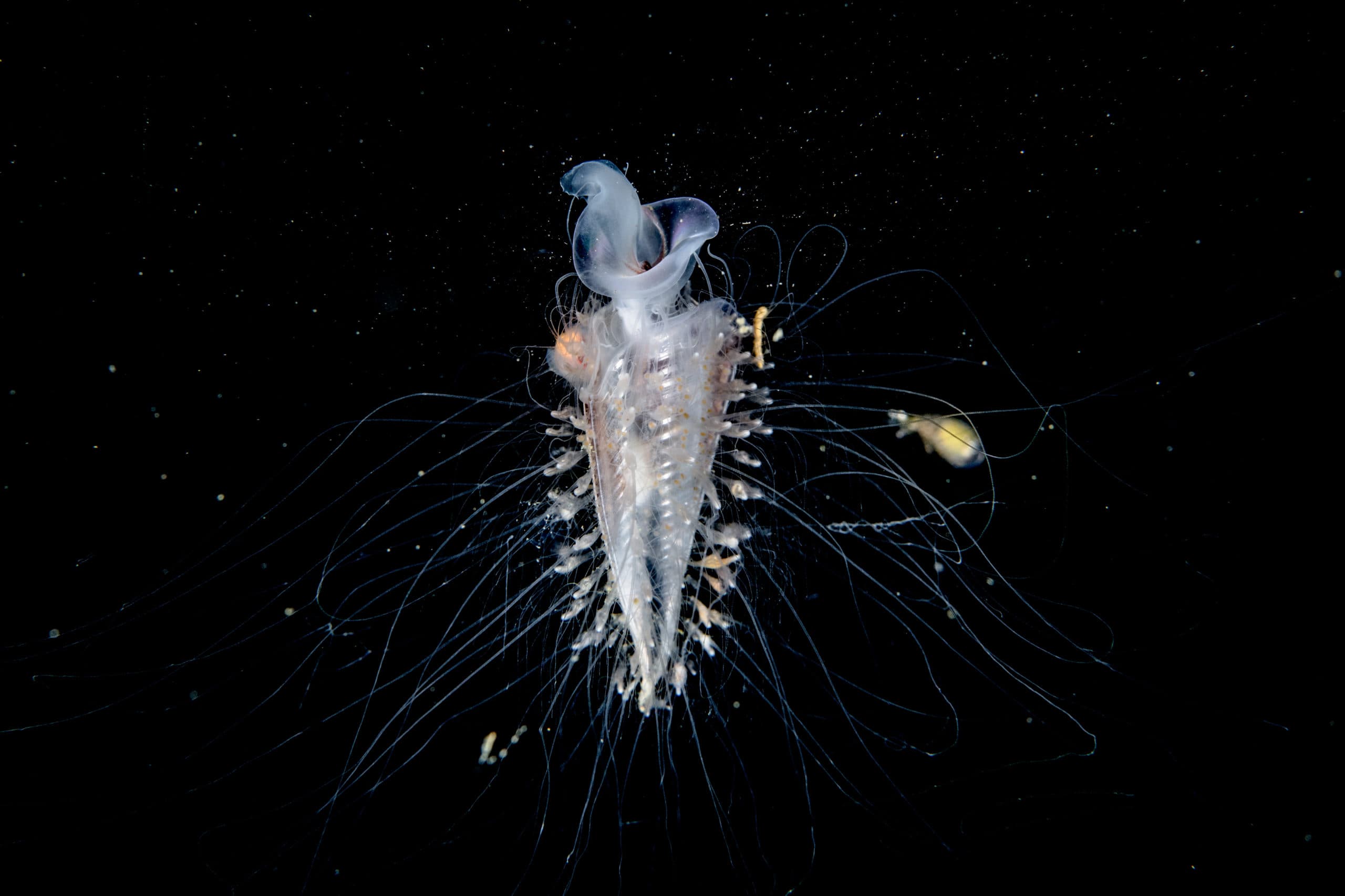 Pteropod