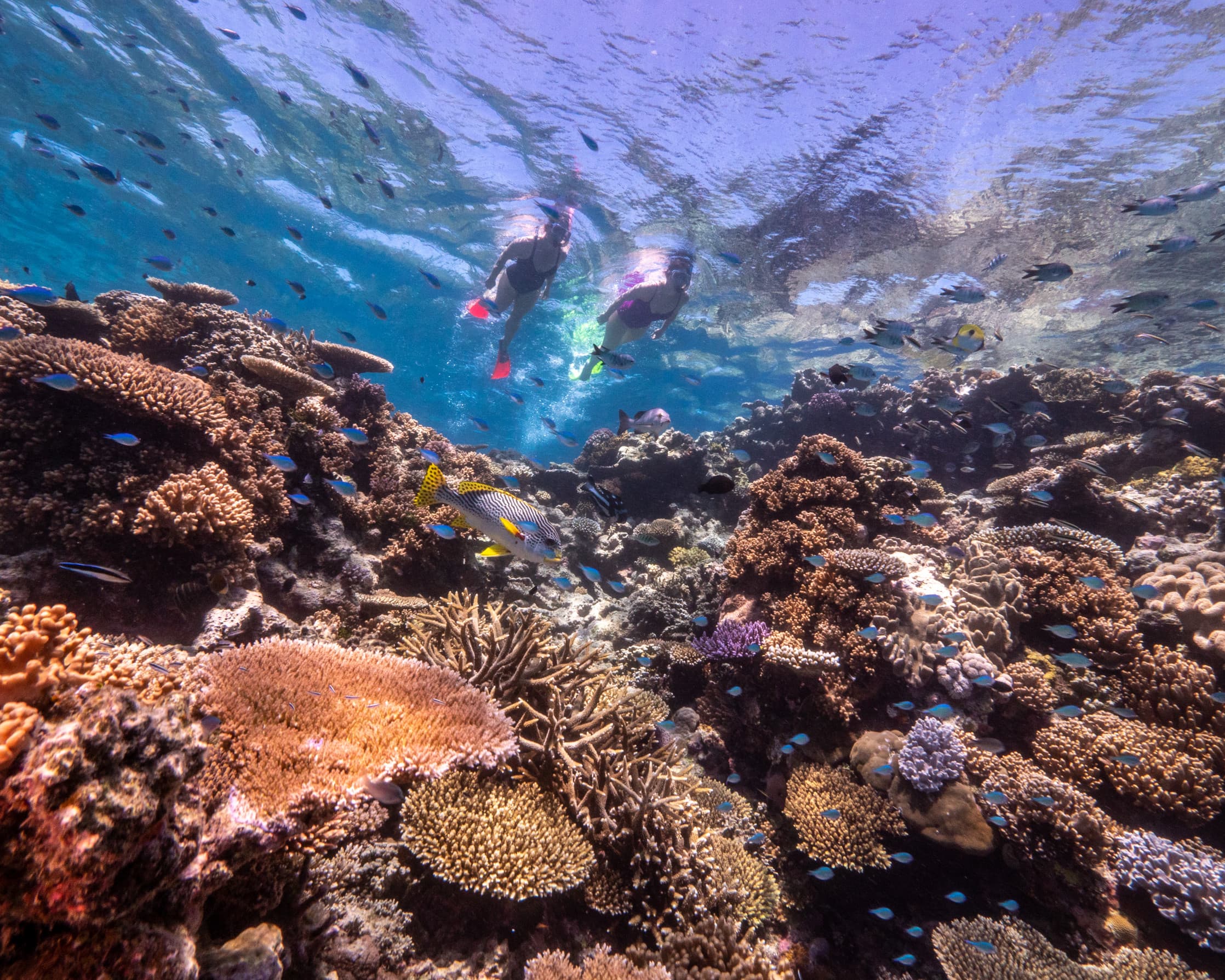 Queenslands Great Barrier Reef seen with Scuba Divers