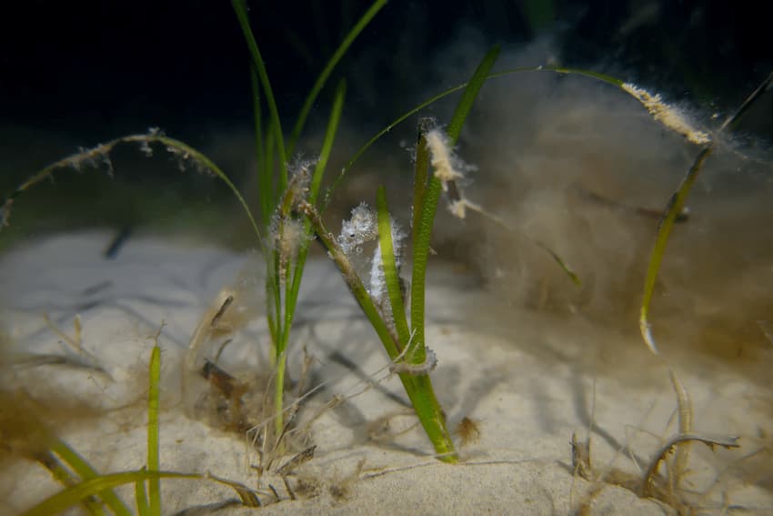 Seahorse on a Seagrass