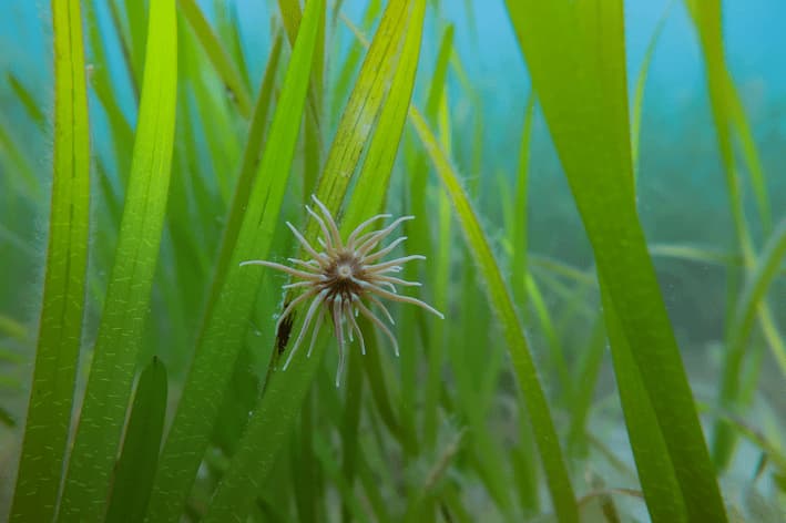 Snakelocks Anemone on Seagrass