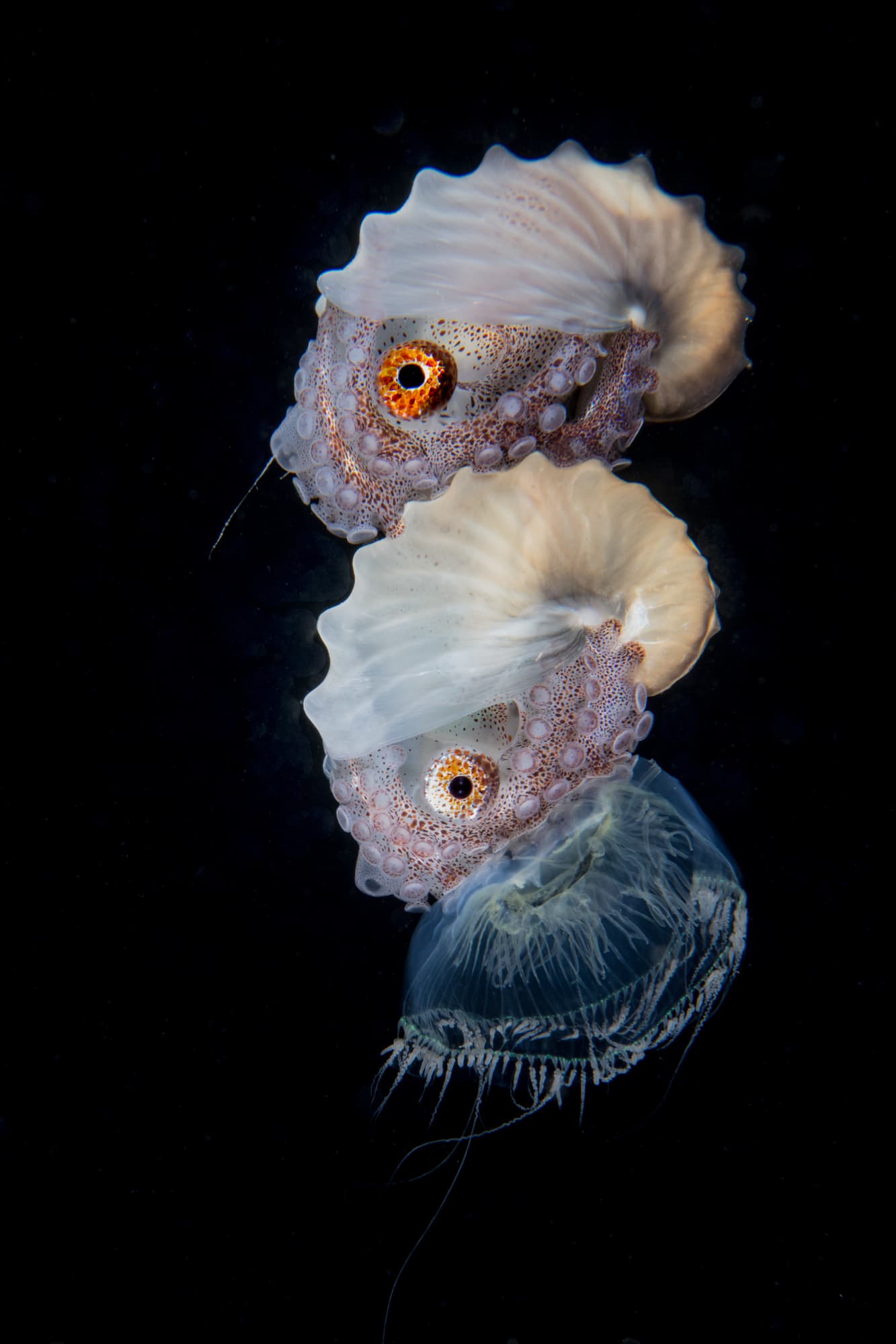 Living in the Dark The Blackwater Diving World 9 Stacking Nautilas