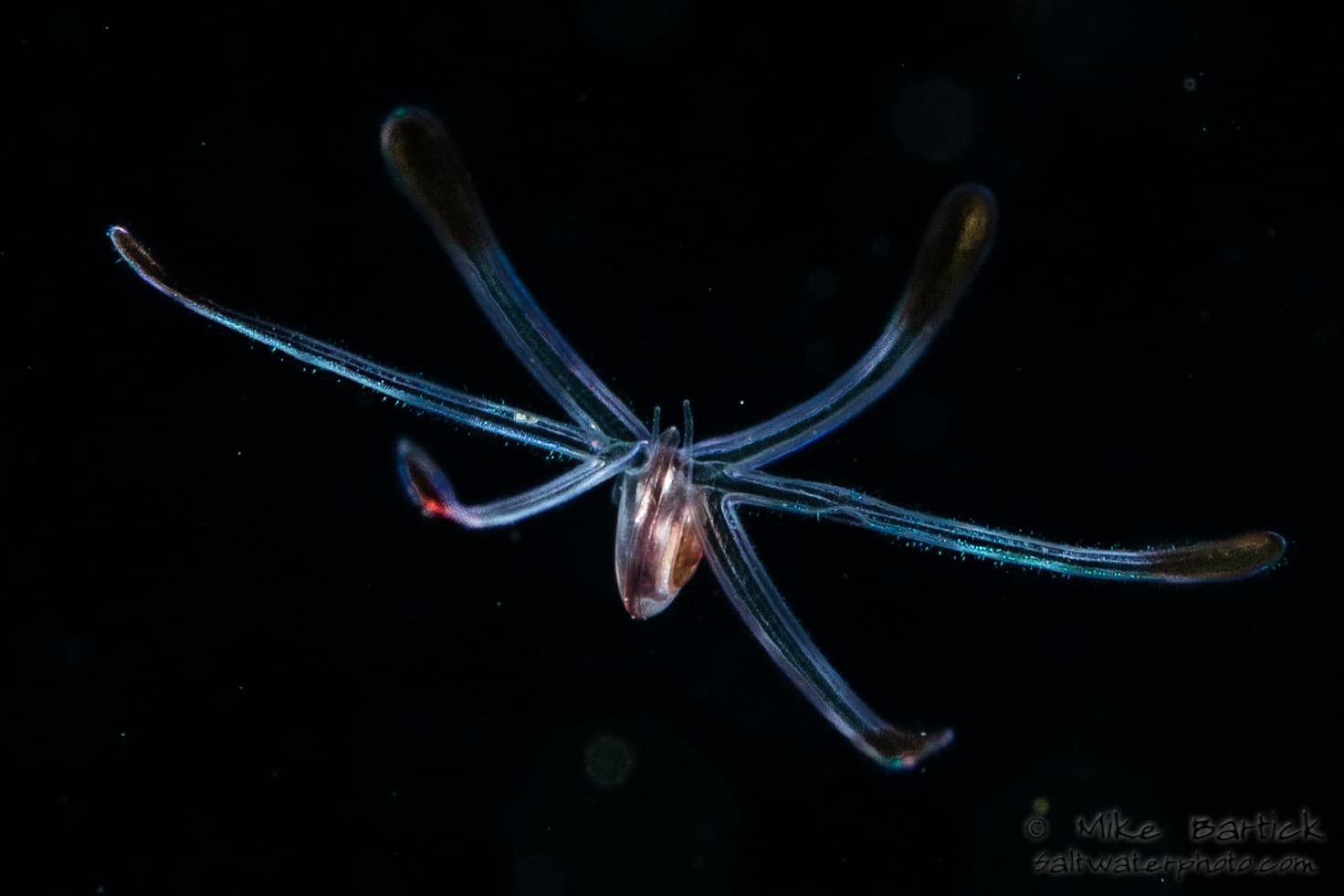 Living in the Dark The Blackwater Diving World 10 Veliger