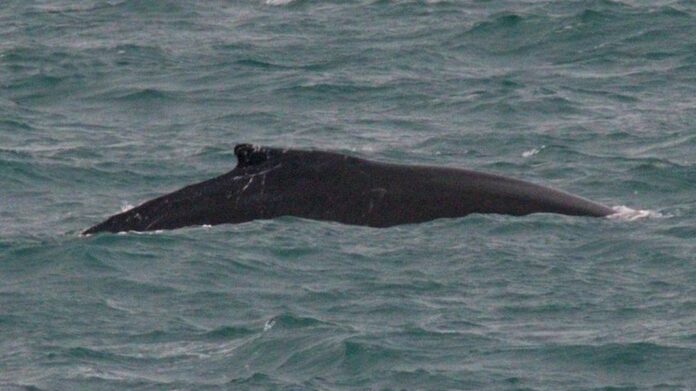 a humpback whale which has been nicknamed Pi a humpback whale which has been nicknamed Pi