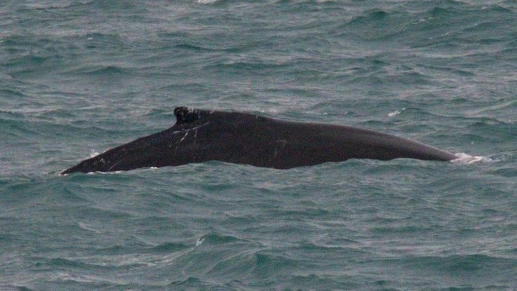 a humpback whale which has been nicknamed Pi