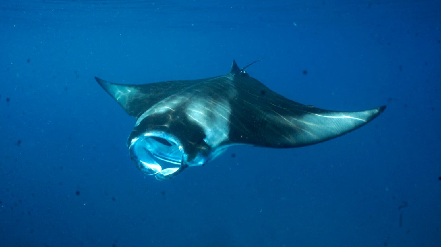 harks, rays and skates, and chimaeras – are now threatened with extinction.