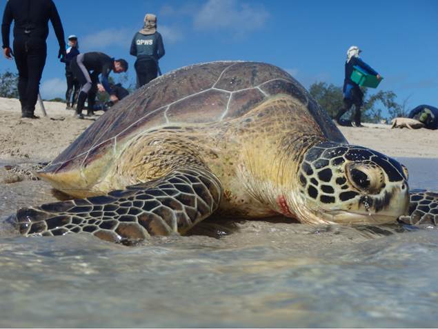 4000 chemical compounds found in Great Barrier Reef turtles