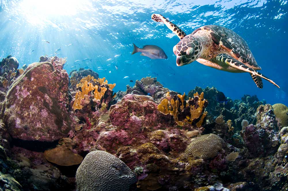 SAVE THE HAWKSBILL TURTLE