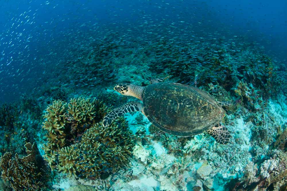 Hawksbill Turtle Swimming in Reef