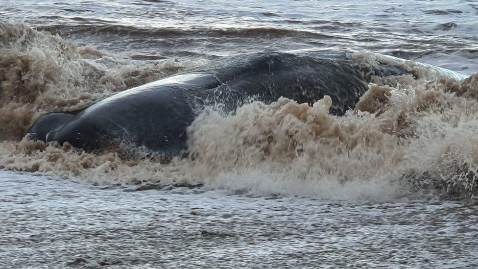 stranded sperm whale dies