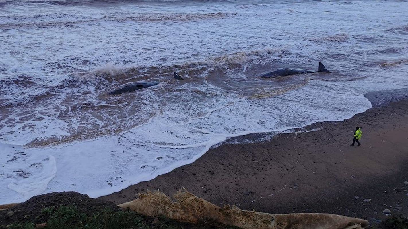 stranded sperm whales die in Yorkshire