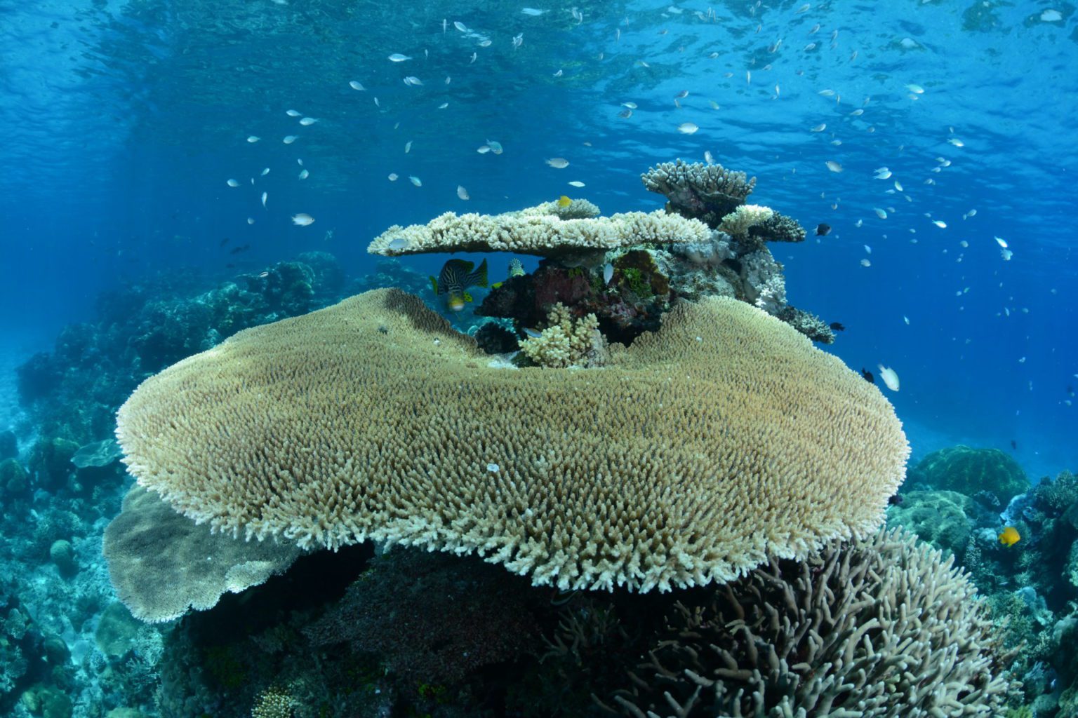 Cairns Gateway to The Great Barrier Reef Part 1