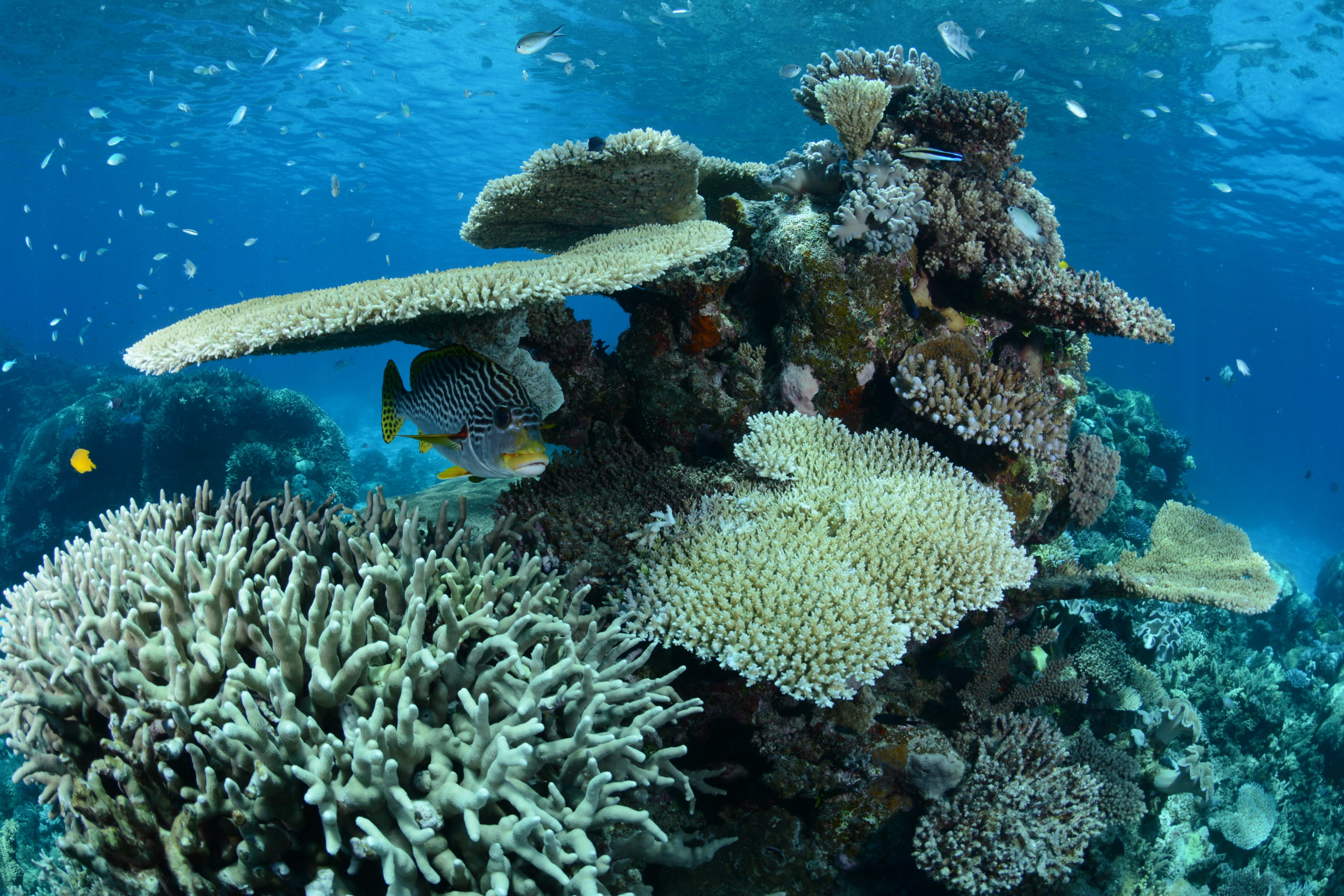 Cairns Gateway to The Great Barrier Reef Part 1