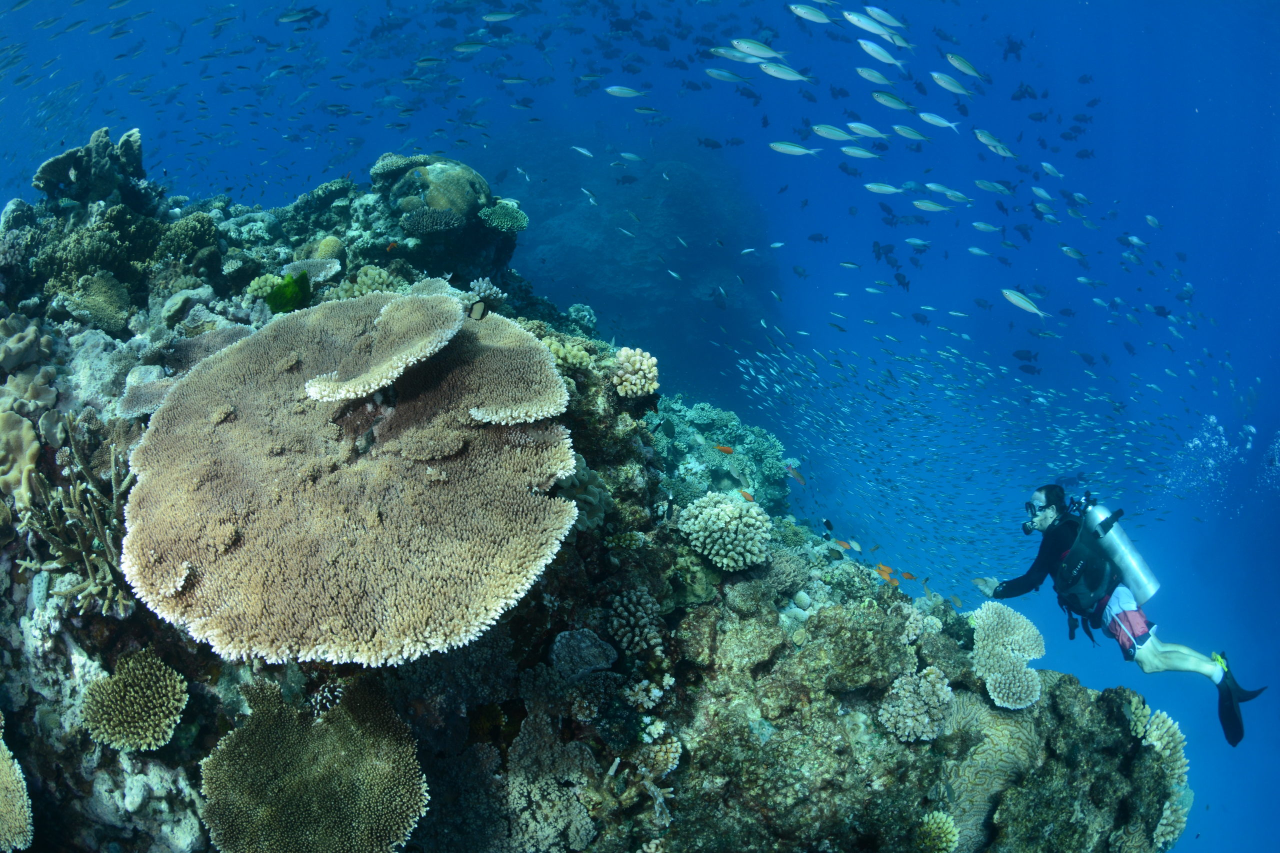 Cairns Gateway to The Great Barrier Reef Part 1