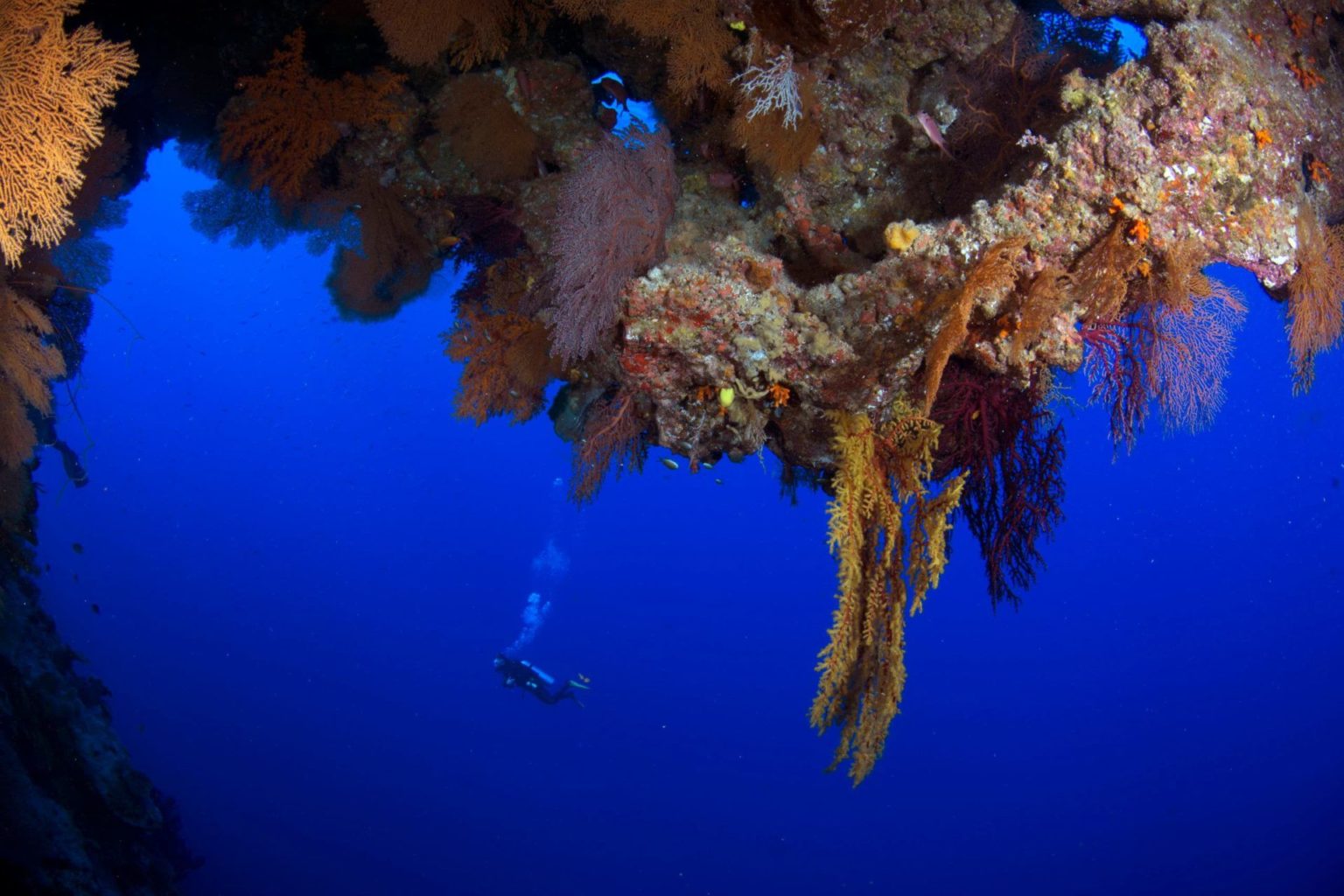 Scuba Diving The Coral Sea Cairns Part 2