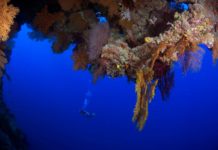 Scuba Diving The Coral Sea Cairns Part 2
