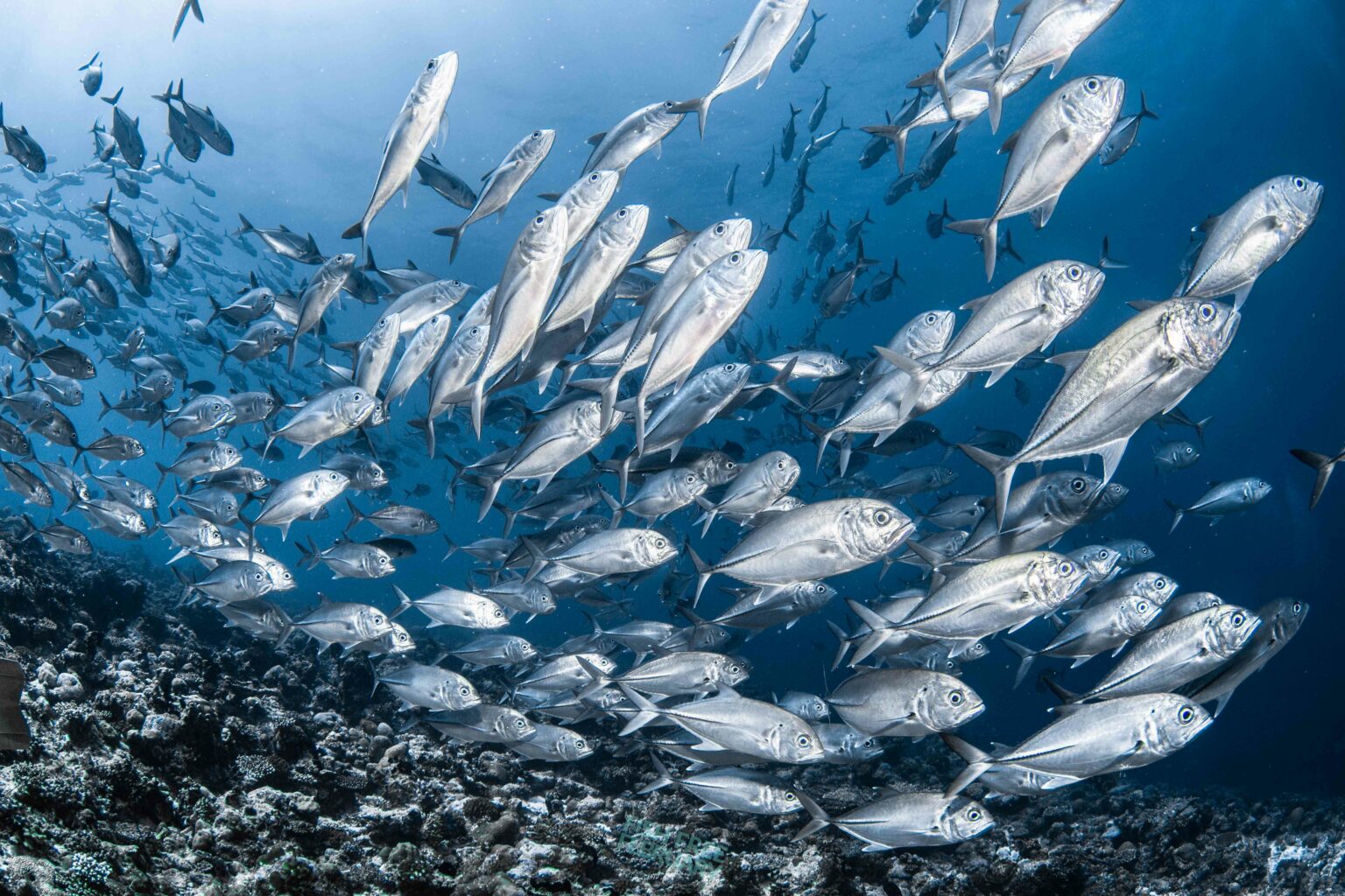 Fish School - Fish Free February