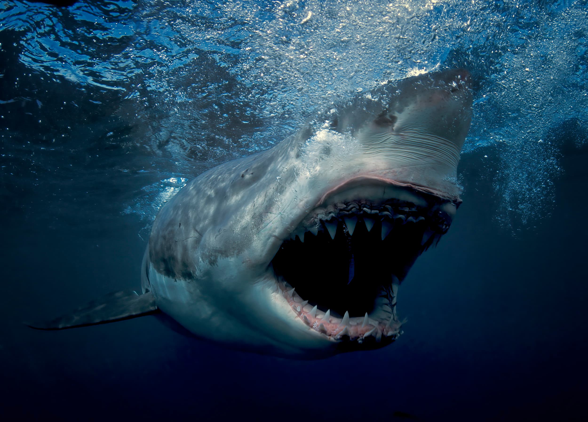 Great white in full attack mode