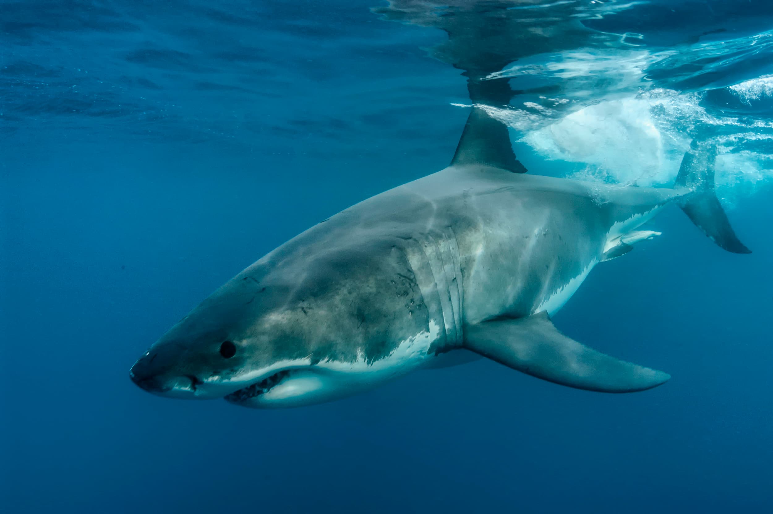 Great white patrols near the cage