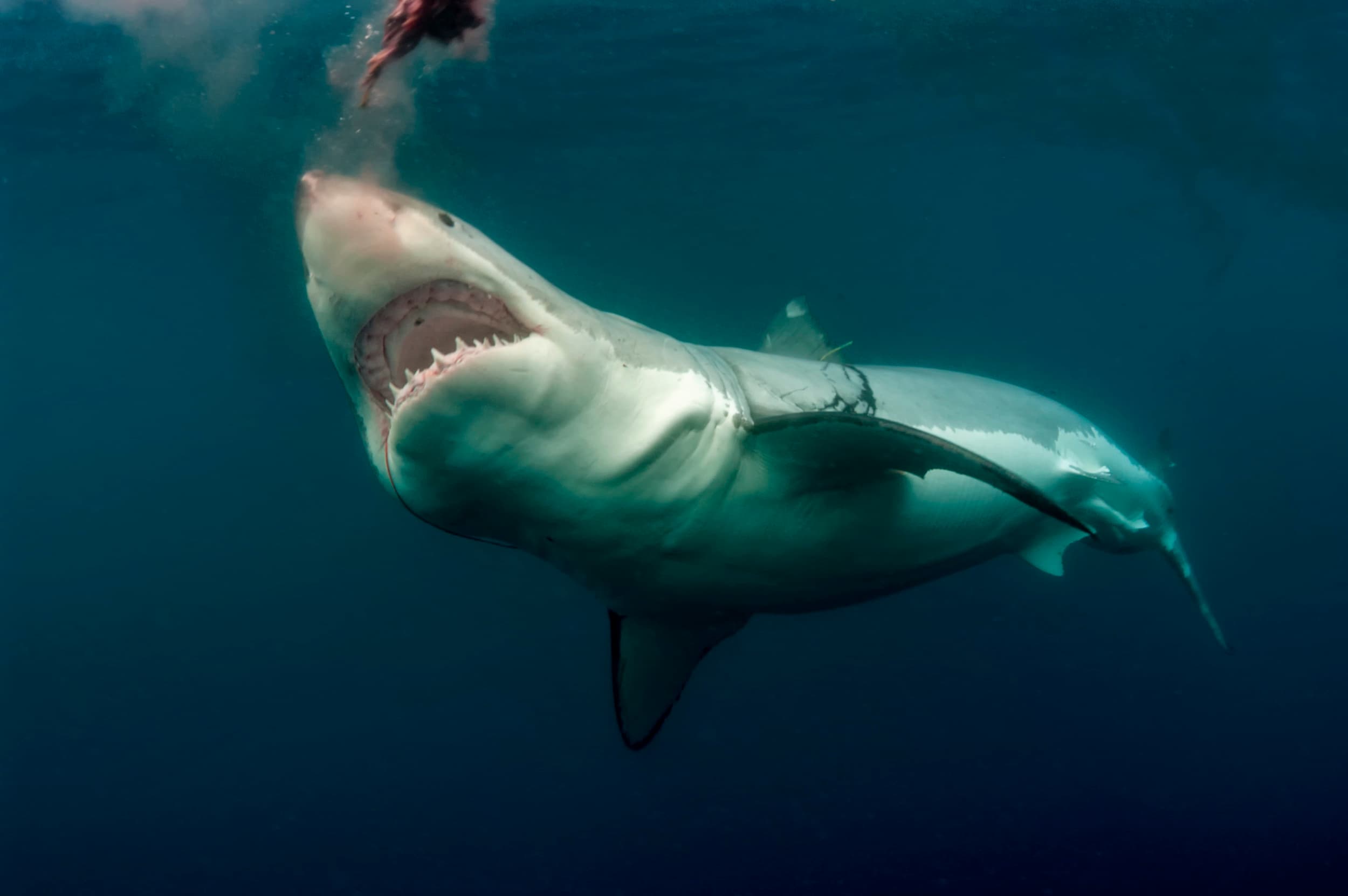 Great white shark chasing a bait