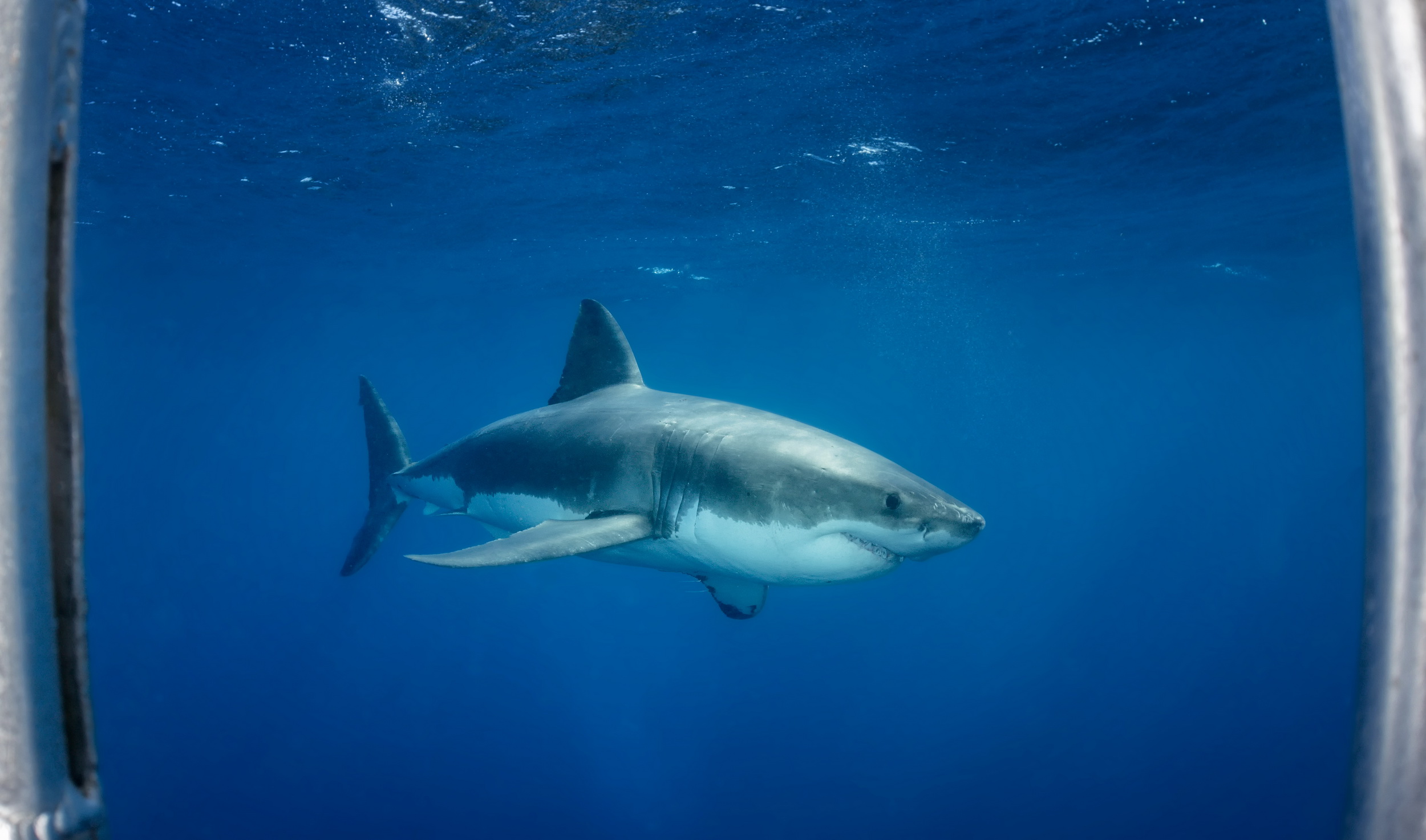 Great white shark patrols near the cage