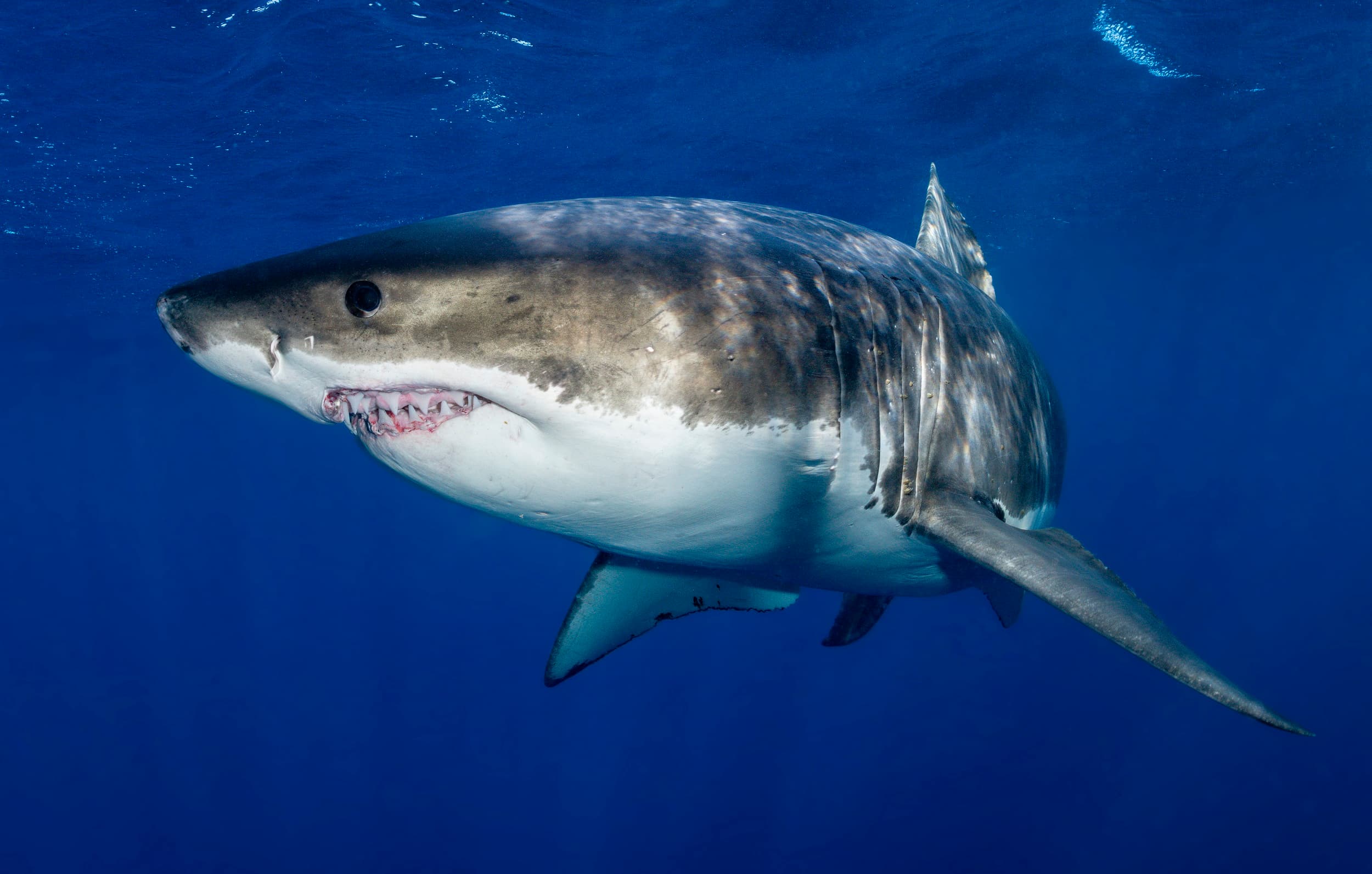 Great white shark patrols near the cage