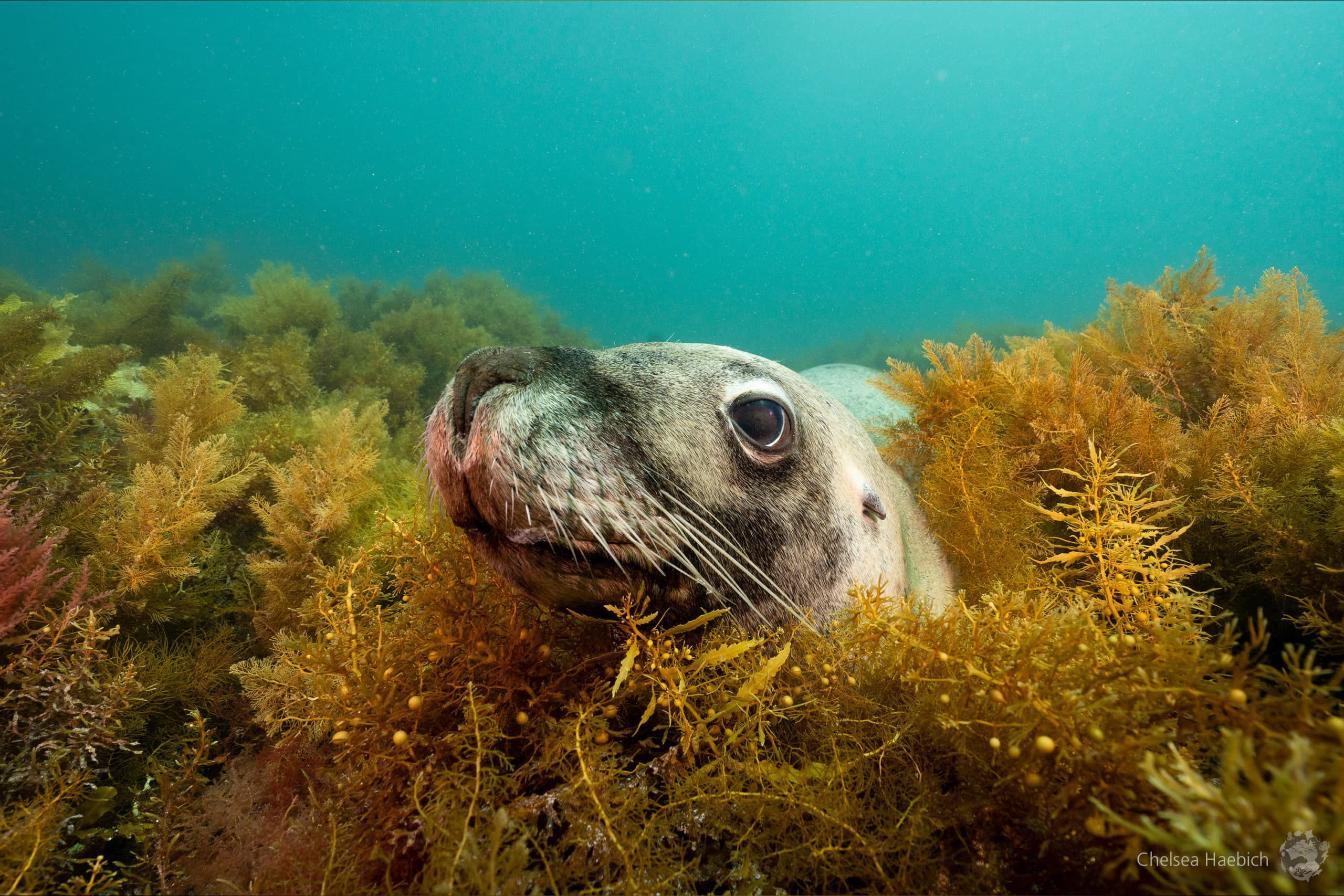 Last Chance to Enter the Underwater Tour Awards