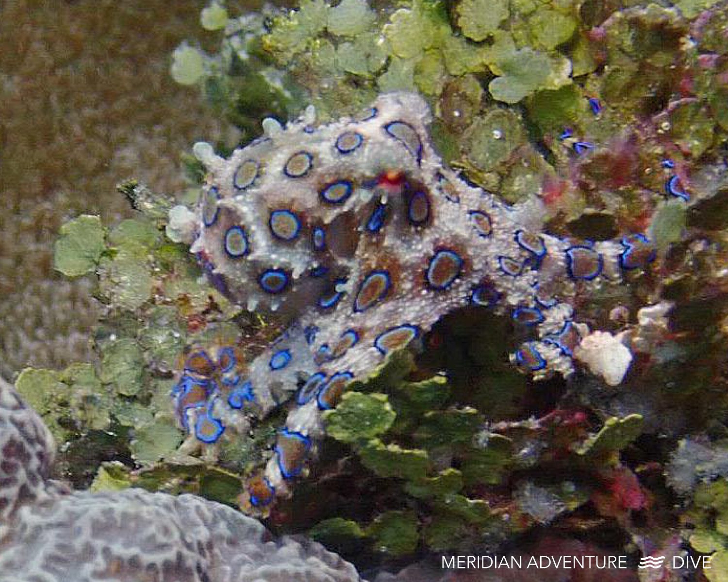 Diving in Raja Ampat - Amazing Macro Life 2 Diving in Raja Ampat with Meridian Adventure Dive.