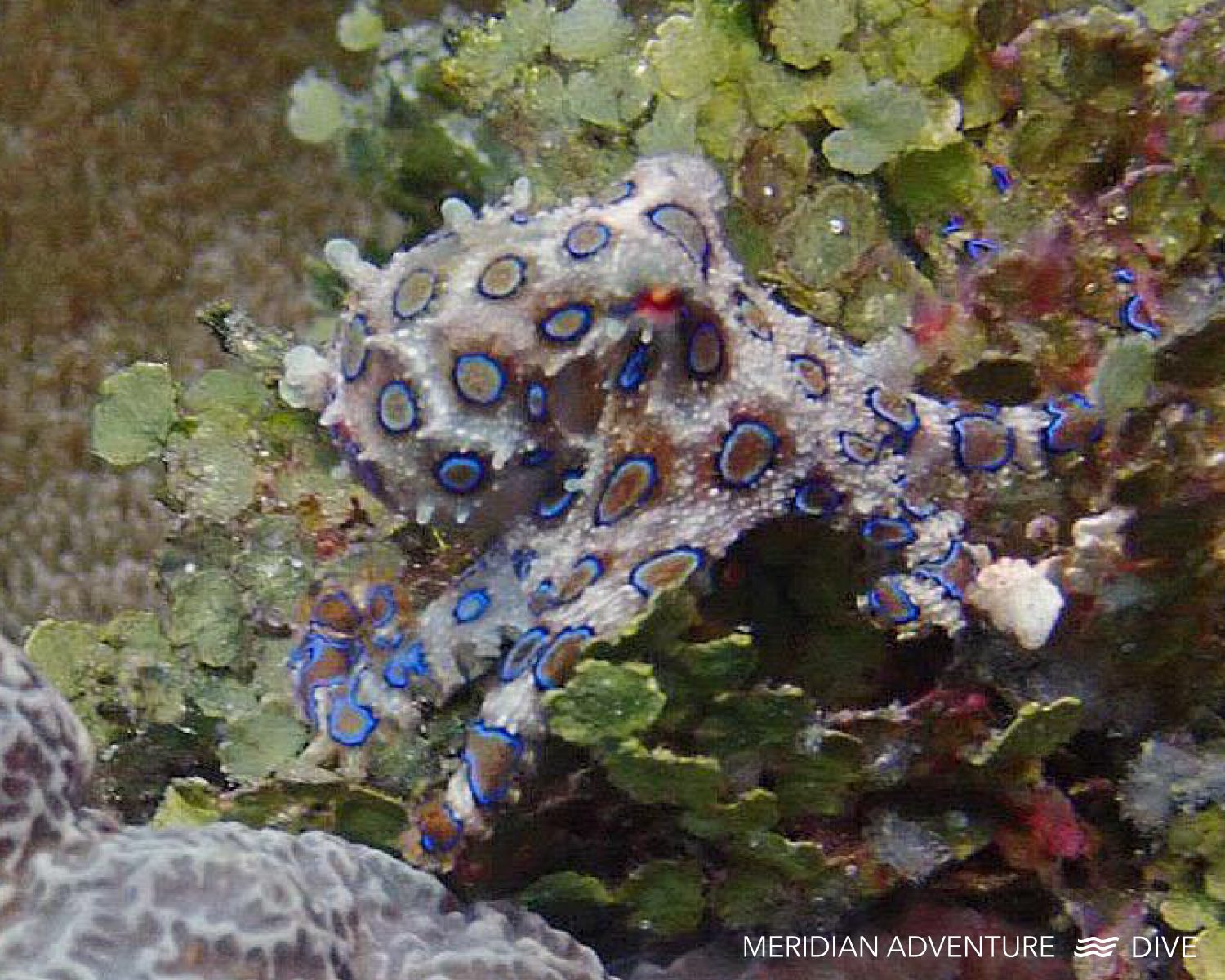 Diving in Raja Ampat with Meridian Adventure Dive.