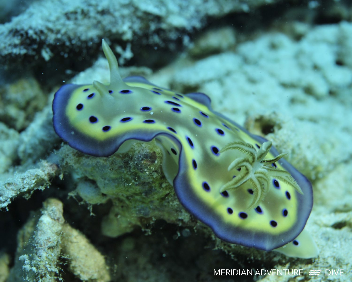 Amazing Macro Life in Raja Ampat