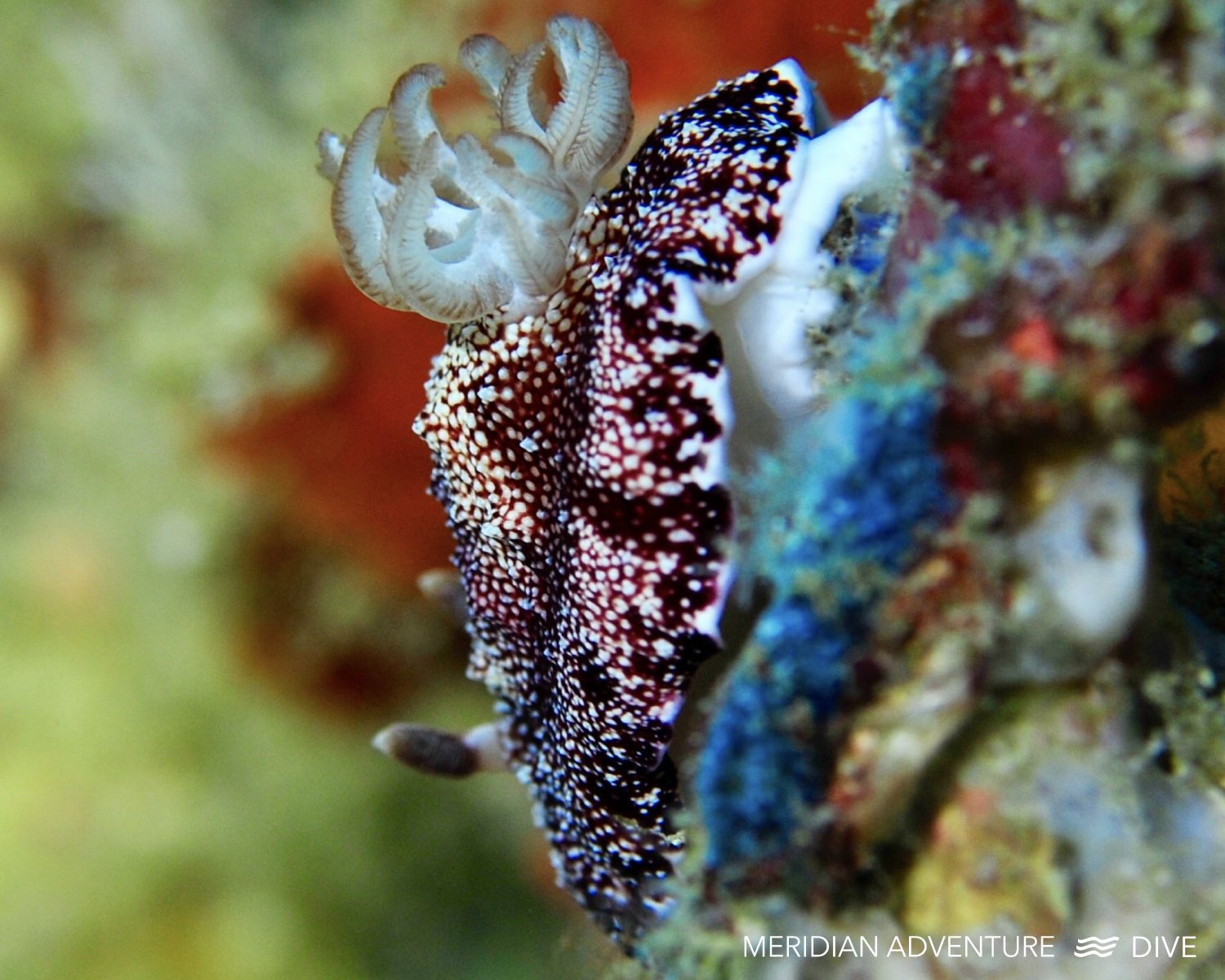 Macro diving in Raja Ampat.