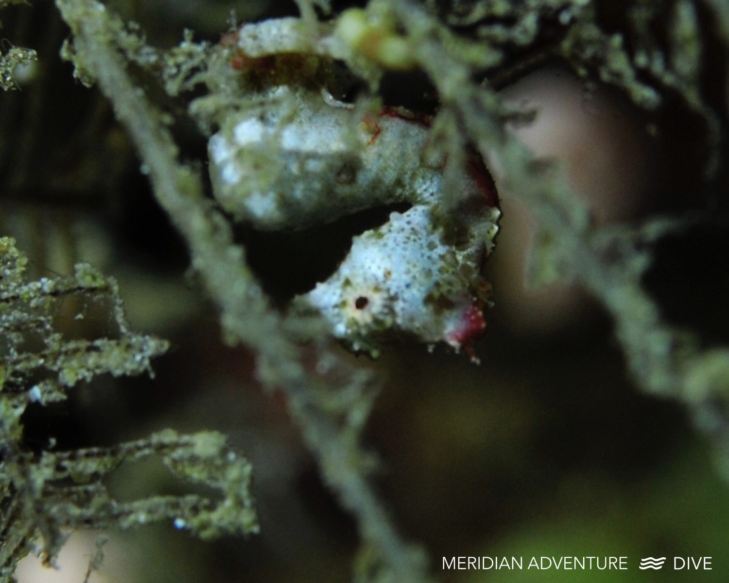 Macro diving in Raja Ampat - Pygmy seahorse.